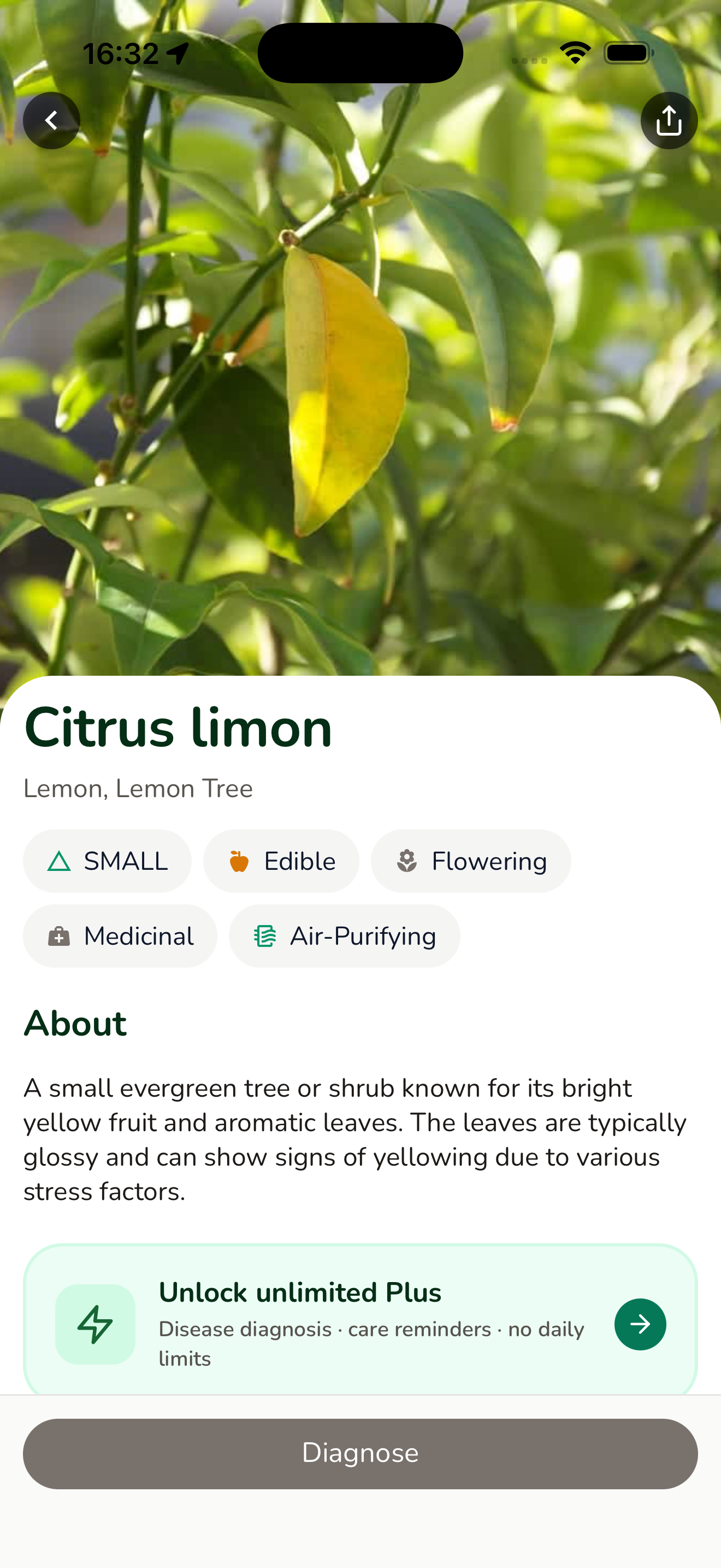 WhatPlant App scanning a tropical plant leaf